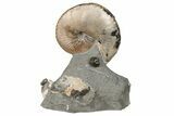 Fossil Hoploscaphites Ammonite - South Dakota #131224-3